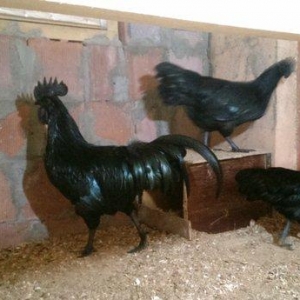 Ayam cemani.  Temiz qandi .2 fere 1 xoruz.fereler yumurtlayir.7 ay 15