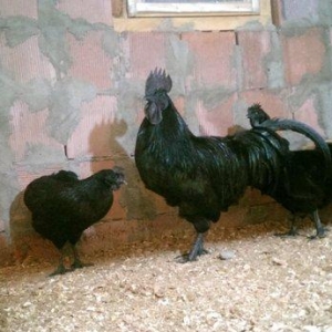 Ayam cemani.  Temiz qandi .2 fere 1 xoruz.fereler yumurtlayir.7 ay 15