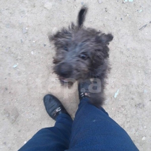 salam saglam di her bir sey iy ne derman olub du barterde mumkun du