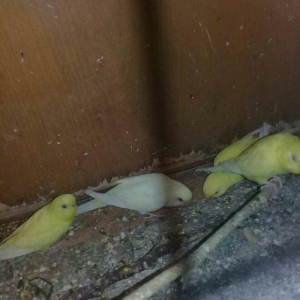 cute hazir maya,  erkey quwlardi tam saglamdilar qirmizi gozduler isde