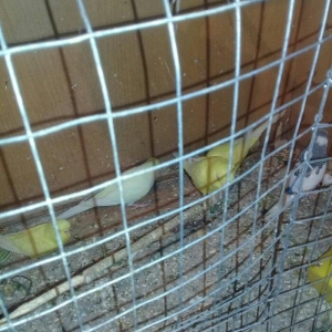 cute hazir maya,  erkey quwlardi tam saglamdilar qirmizi gozduler isde