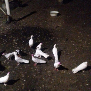 16 17 18 tukler real alici narahat elesi konturu olmaya yazmasin ancaq