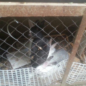 Hazir erkek dovwanlar satilir yemli dovwanlardi qiymeti 13 manata 
opt