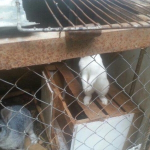 Hazir erkek dovwanlar satilir yemli dovwanlardi qiymeti 13 manata 
opt