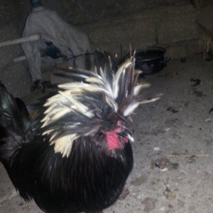 Rahibe xoruz tam sağlamdı yalnız barmaqları eyridi yerimeyine heçbir