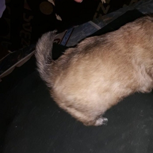 erkeyi şpic dişisi pikinesdi. tez elaqe saxlyn . cox gozel balalardi .