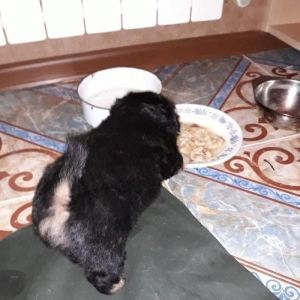 erkeyi şpic dişisi pikinesdi. tez elaqe saxlyn . cox gozel balalardi .