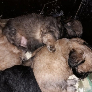 erkeyi şpic dişisi pikinesdi. tez elaqe saxlyn . cox gozel balalardi .