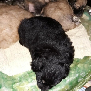 erkeyi şpic dişisi pikinesdi. tez elaqe saxlyn . cox gozel balalardi .