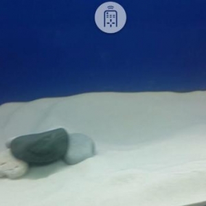 Rusiya istehsalı Akvarium üçün xırda fraksiyalı ağ qum (qrunt). 600 de