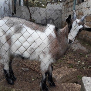 dagistanan ozum getirmiwem bala olanda indi hardasa 6 ayliqdi cins hey