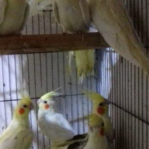 teze yuvadan cixmis aq bala korellalar satilir, el