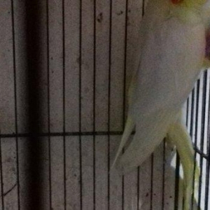 teze yuvadan cixmis aq bala korellalar satilir, elde oturur, den