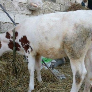 Salam dana satılır.... Birinci balasıdı anası birinci qarna 30 litr su