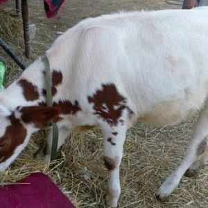 Salam dana satılır.... Birinci balasıdı anası birinci qarna 30 litr su