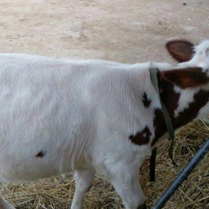 Salam dana satılır.... Birinci balasıdı anası birinci qarna 30 litr su