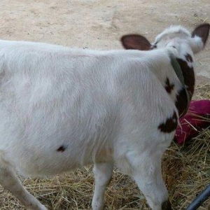 Salam dana satılır.... Birinci balasıdı anası birinci qarna 30 litr su