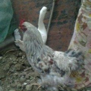 2 toyuq 1 xoruz brama ailesi satilir. Temiz bramal