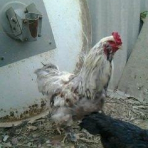 2 toyuq 1 xoruz brama ailesi satilir. Temiz bramalardir sekilde