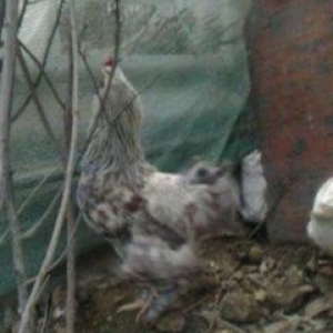 2 toyuq 1 xoruz brama ailesi satilir. Temiz bramalardir sekilde