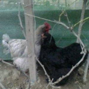 2 toyuq 1 xoruz brama ailesi satilir. Temiz bramalardir sekilde