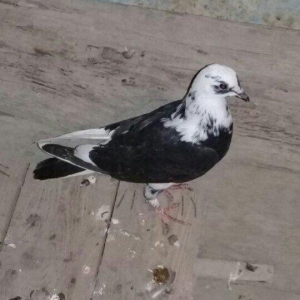 tutulma saglam qusdardi 2 maya 1 xoruz 12 azn hamsi