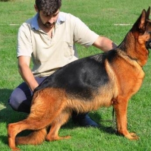 Orijinal k9 alman avcarkasidi xususi olaraq xaricden gelib baxicisi va