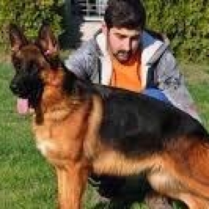 Orijinal k9 alman avcarkasidi xususi olaraq xaricden gelib baxicisi va