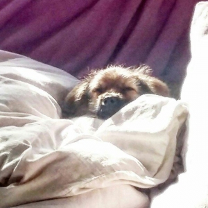 3ayliq erkek pekines  tuvalet terbiyesi var  oynamaĝi sevir  cox aģill