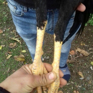 7 aylıq beçədi dava gormüyüb 40 azn ə deyrə