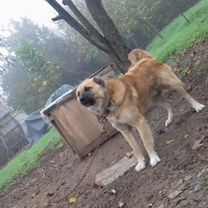 1 yas 3 ayliq. Coban iti. Oz qiymeti deyerinde vel