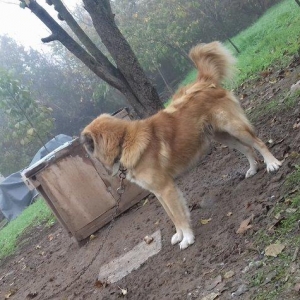 1 yas 3 ayliq. Coban iti. Oz qiymeti deyerinde velosibetle barter