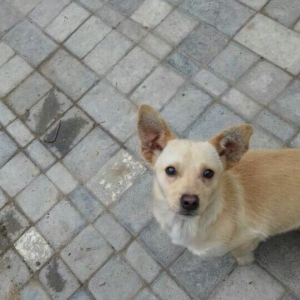 1 erkey 2 diwi zvanok.erkeyin 1 yaw 1 aylıq di di