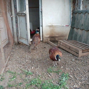 ov qusu, hamisi qirqovul novudu ,saylari az qalib ,ciddi maraqlanan na