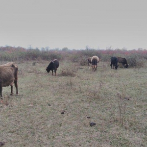 13 Baş maldi. 5 dene sagilan inek yanlarinda yazda doğulmuş 4 dana. 4