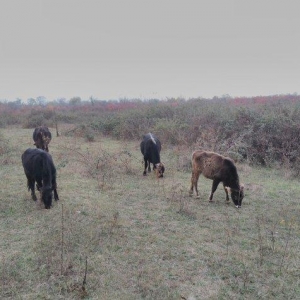 13 Baş maldi. 5 dene sagilan inek yanlarinda yazda doğulmuş 4 dana. 4