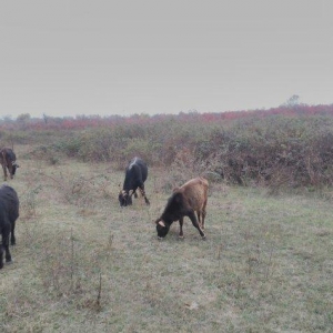 13 Baş maldi. 5 dene sagilan inek yanlarinda yazda doğulmuş 4 dana. 4