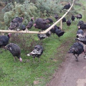 Quw satilir temizlenmiw veziyyetde . Diwi quw 1 kq 13 azn . Erkey quw