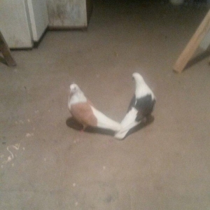 qoşa cəplər qara cəp erkek sarı cəp maya hazır cutdulər cutu 40 azn