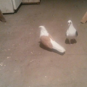 qoşa cəplər qara cəp erkek sarı cəp maya hazır cutdulər cutu 40 azn