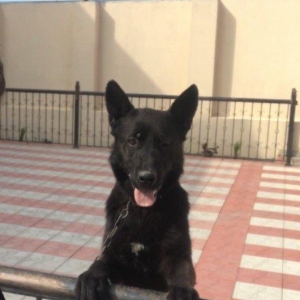 Tecili satilir. Bagda hec kim qalmir ite baxan saxliyan yoxdu ona