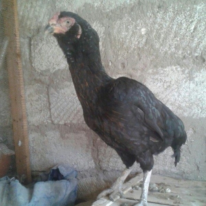 2 yasi var iran sortudu  30 manat suraxanidadi hey