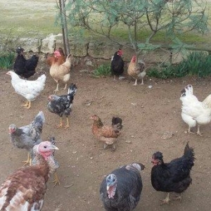 Xoruz---yumurtlayan toyuqlar---yaponka xoruz ve toyugu---fereler.