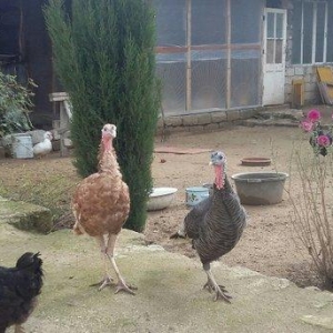 Xoruz---yumurtlayan toyuqlar---yaponka xoruz ve toyugu---fereler.