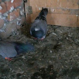 2 goy erkey maya 14/15 tuk cut deyiller ağ qened 