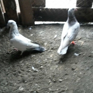 Uçan sağlam quslardi 3/4saat qimet 25azn ikisine