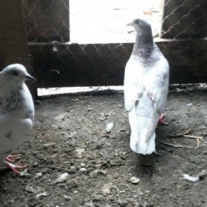 Uçan sağlam quslardi 3/4saat qimet 25azn ikisine aidd boş bekar adamla