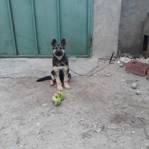 5 aylığdı peyvənd olunub