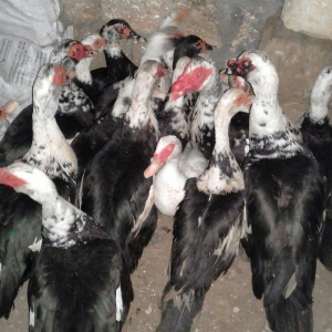 16 dene lal ordek satiram 10  feredii di 6si ergey