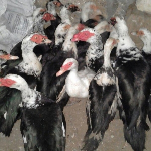 16 dene lal ordek satiram 10  feredii di 6si ergey  fereleri yumutlayi